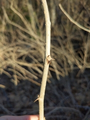 Eleutherococcus sieboldianus