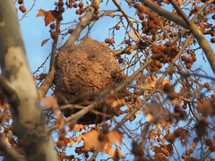 Vespa velutina