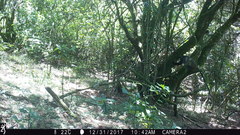 Cercopithecus mitis erythrarchus