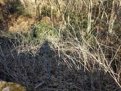 Eleutherococcus sieboldianus