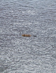 Ondatra zibethicus