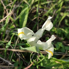 Iris palaestina