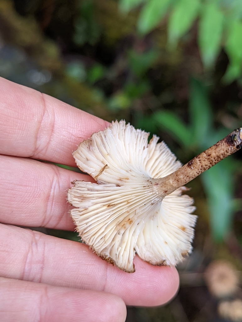 Lentinus crinitus · February 2022 · photo: © mylan (iNaturalist, cc-by)