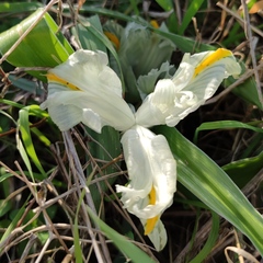 Iris palaestina