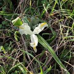 Iris palaestina