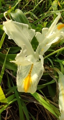 Iris palaestina