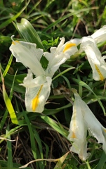 Iris palaestina
