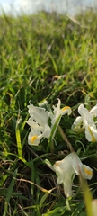 Iris palaestina