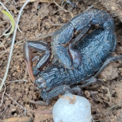 Hottentotta judaicus