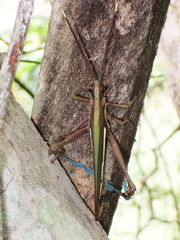 Aeolacris octomaculata