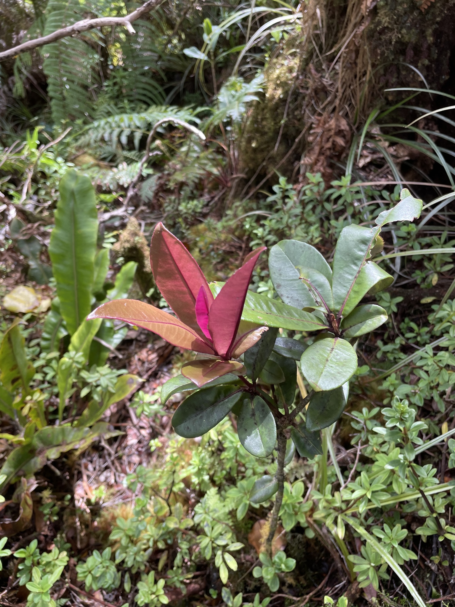 Myrsine wawraea