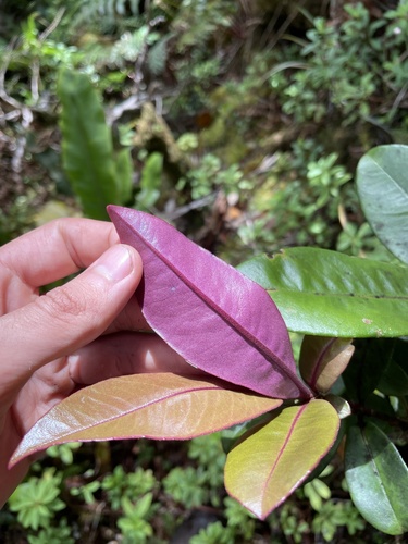 Myrsine wawrae