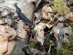 Plethodon jordani