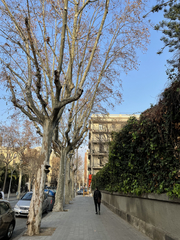 Vespa velutina