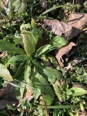 Plantago