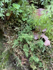 Adenophorus abietinus