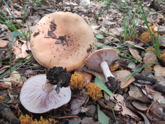 Asproinocybe