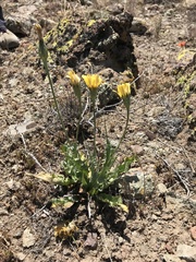 Microseris sylvatica
