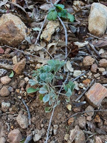 Cobb Mountain Lupine foliage