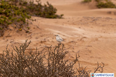 Emarginata tractrac