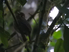 Malacoptila mystacalis