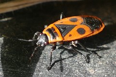 Pyrrhocoris apterus