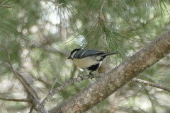 Parus major