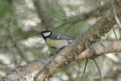 Parus major