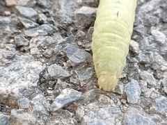 Lepidoptera