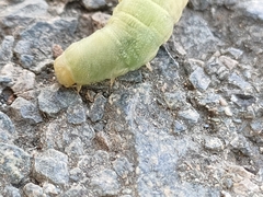 Lepidoptera