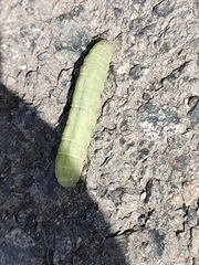 Lepidoptera