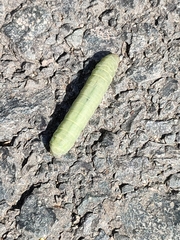 Lepidoptera