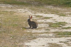 Oryctolagus cuniculus