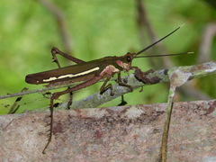 Aeolacris octomaculata