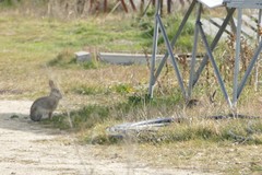 Oryctolagus cuniculus