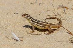 Leiocephalus stictigaster