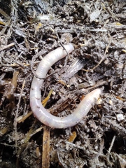 Lumbricus terrestris