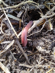 Lumbricus terrestris