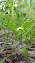 Physalis lanceolata