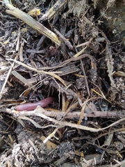 Lumbricus terrestris