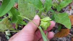 Physalis lanceolata