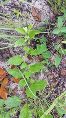 Physalis lanceolata