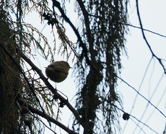 Phylloscopus collybita