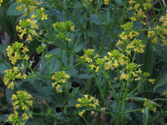 Barbarea verna