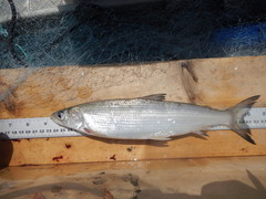 Coregonus artedi