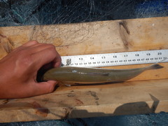 Coregonus artedi