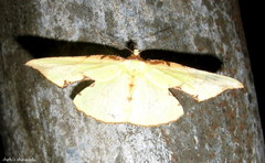 Corymica