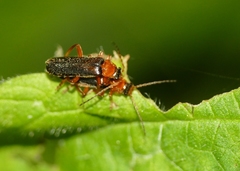 Cantharis nigra