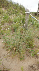 Thinopyrum bessarabicum