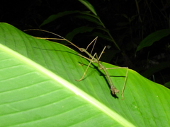 Libethra